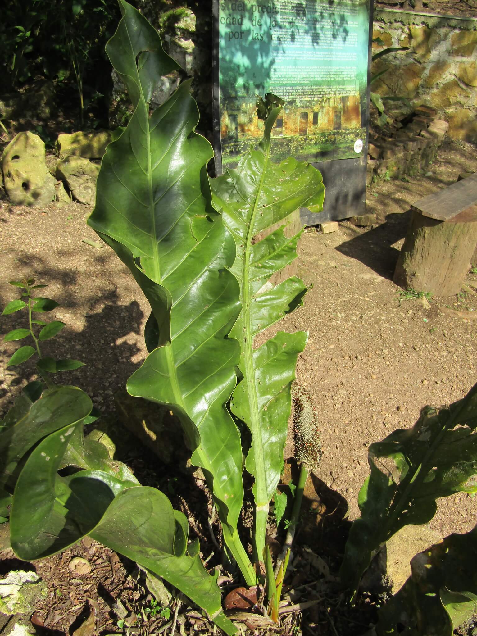 Anthurium schlechtendalii